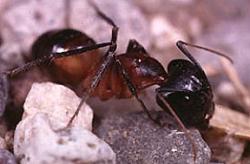 Carpenter Ant